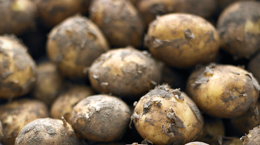 Guide: Lær hvilke kartofler der er gode til hvad